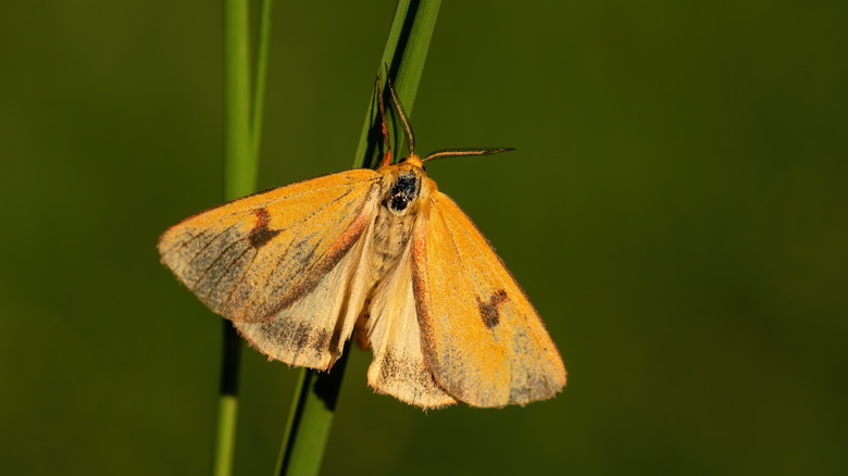 yellow moth resting on grass