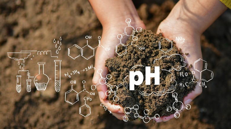 Soil in person's hand 