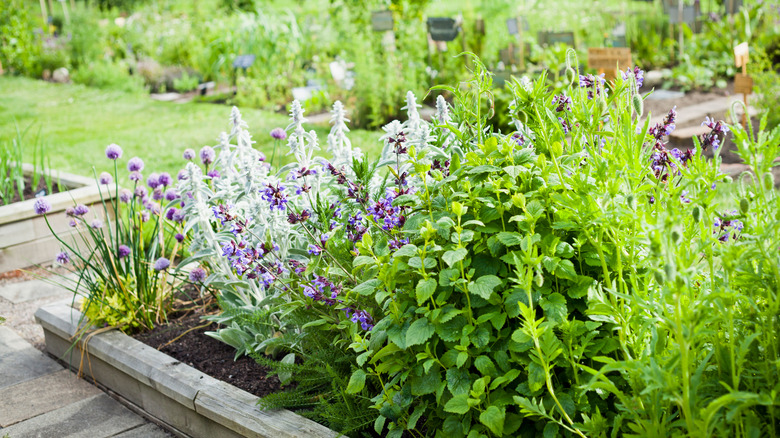 Herb garden