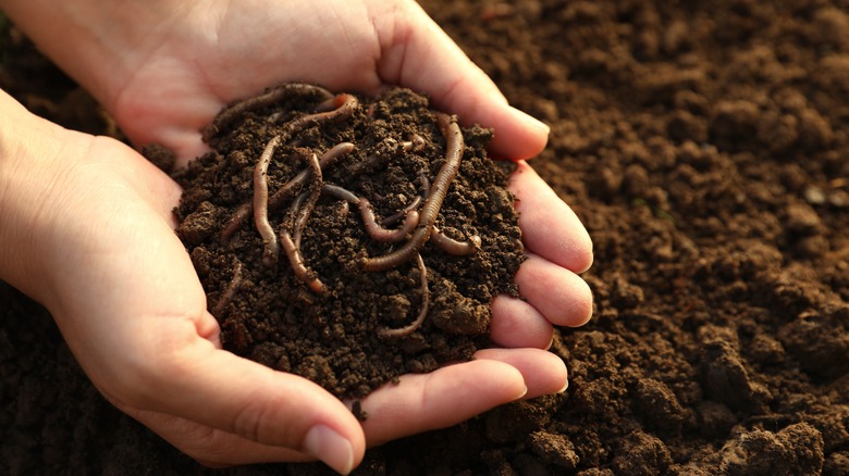 hands holding soil with worms