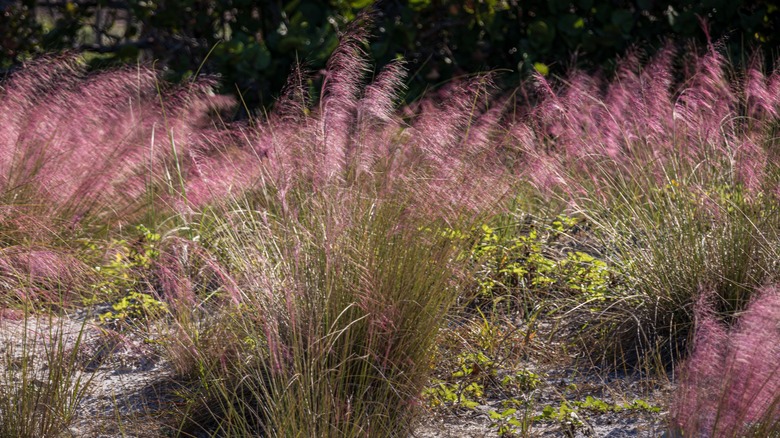 pink muhly grass