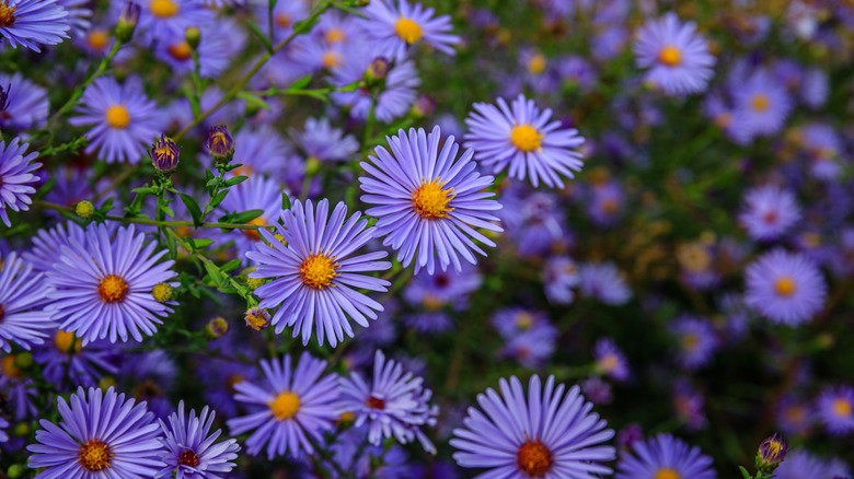 Asters in full bloom