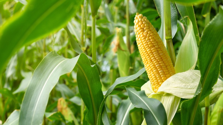 Corn in garden