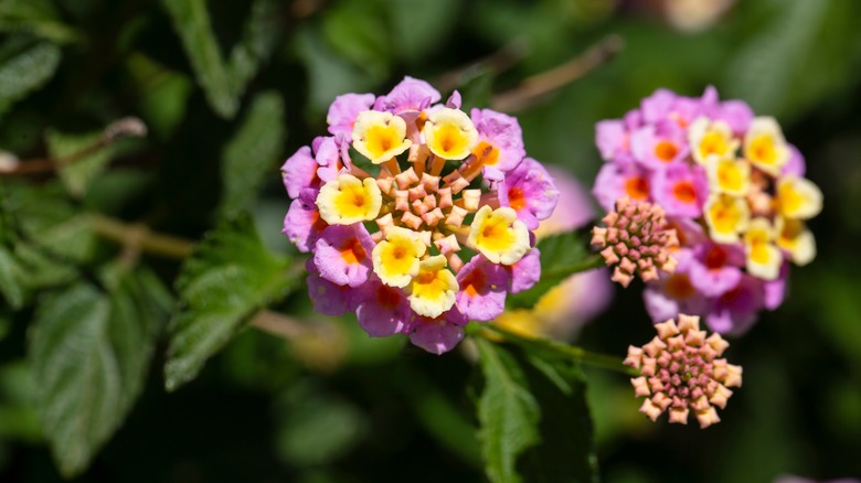 Lantana flowers