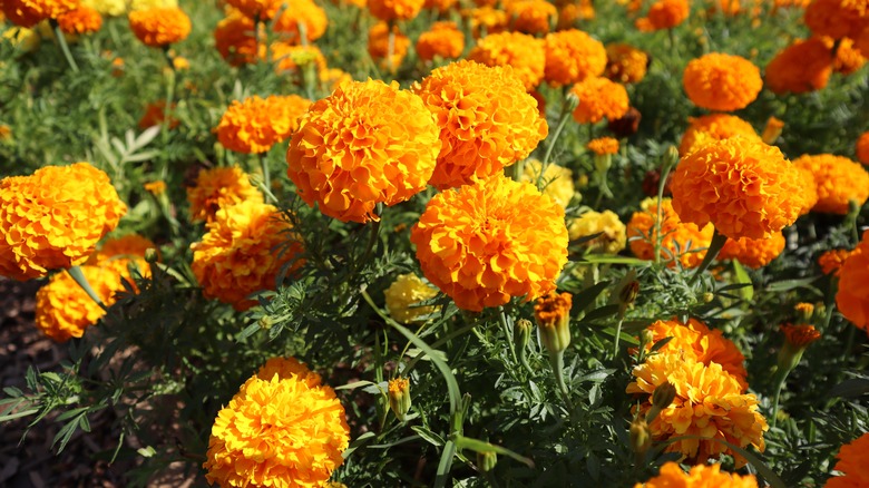 Marigolds in garden