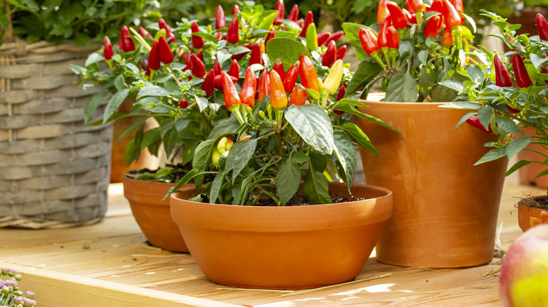 Peppers growing in pots