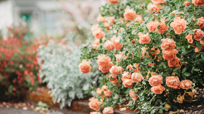 Pink roses in garden