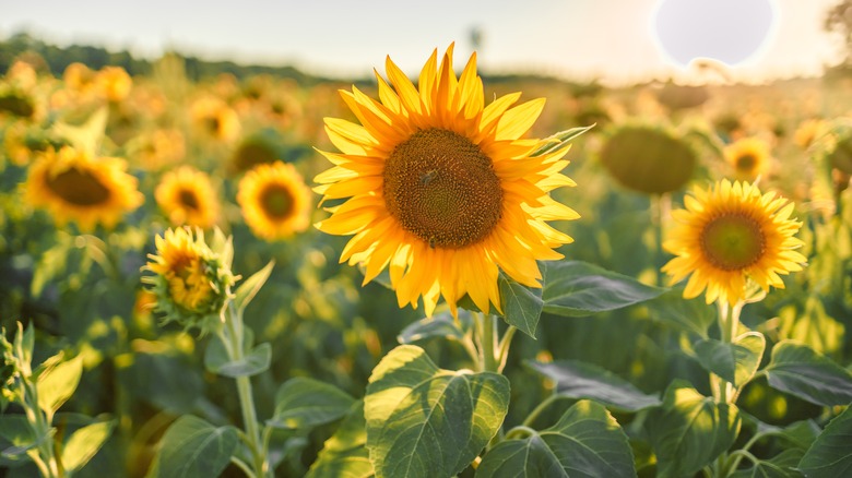 Field of sunflowers