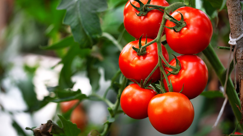 Tomatoes in garden