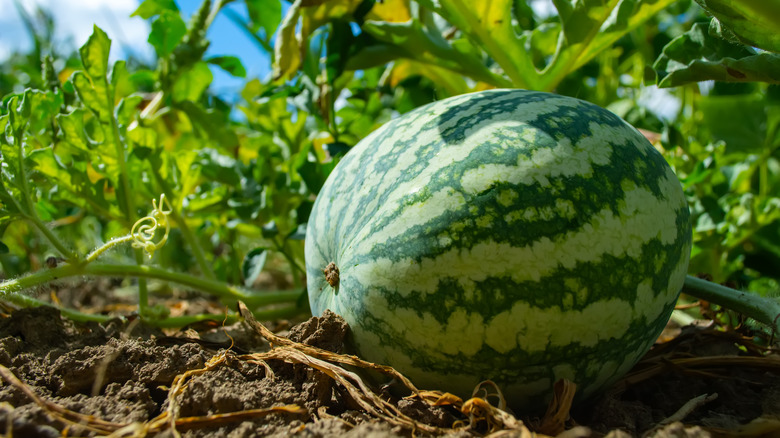 Watermelon growing in garden