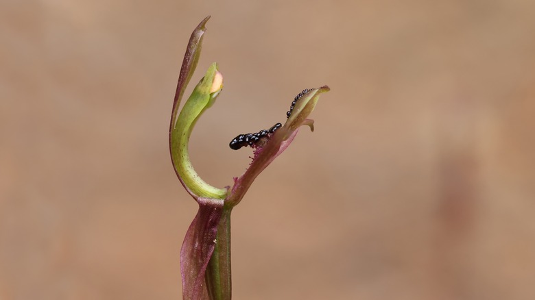 orchid that resembles ants