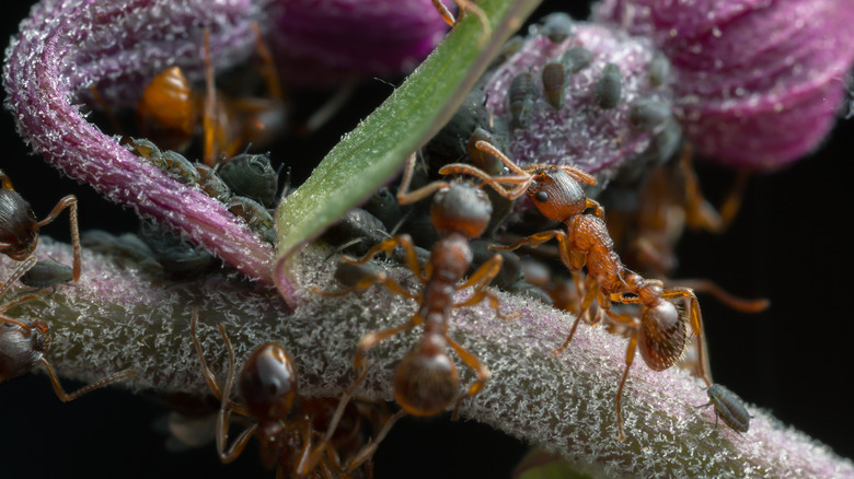 ants farming aphids on orchid