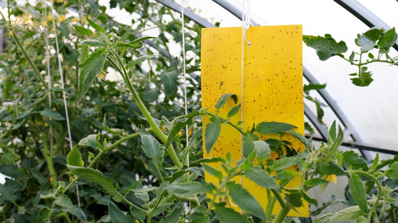 Sticky insect trap in plants