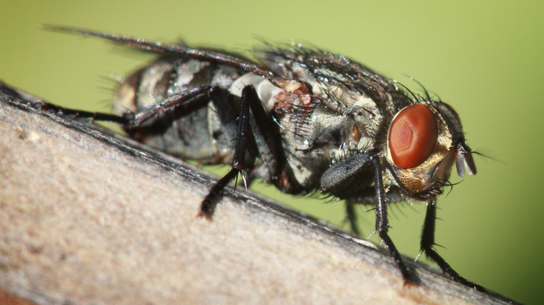 Close-up of of a horse fly