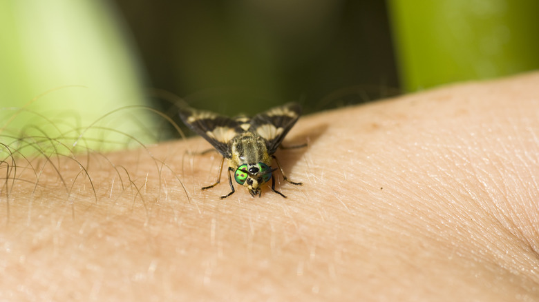 Horse fly on human