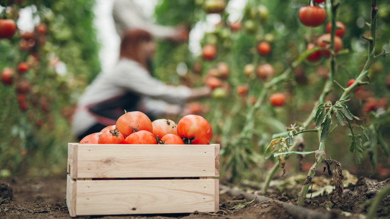 couple picking tomatoes