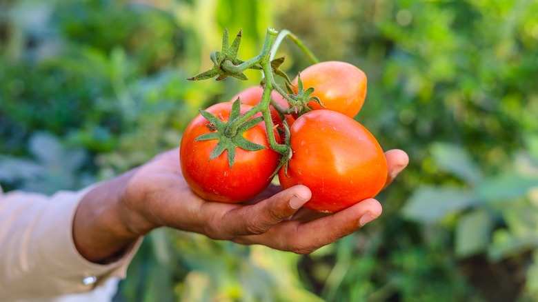 person holding tomatoes