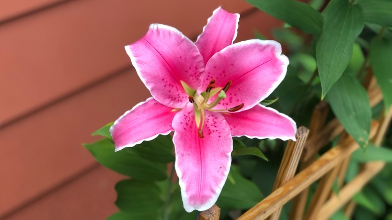 pink Asiatic lily flower