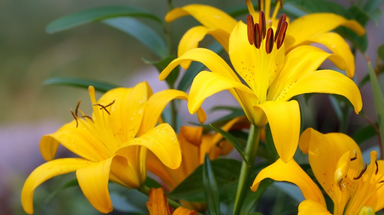 yellow Asiatic lilies bloom