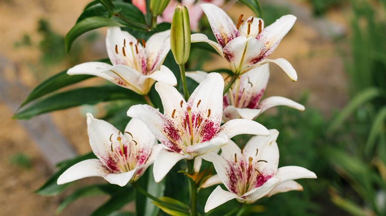 white Asiatic lilies bloom