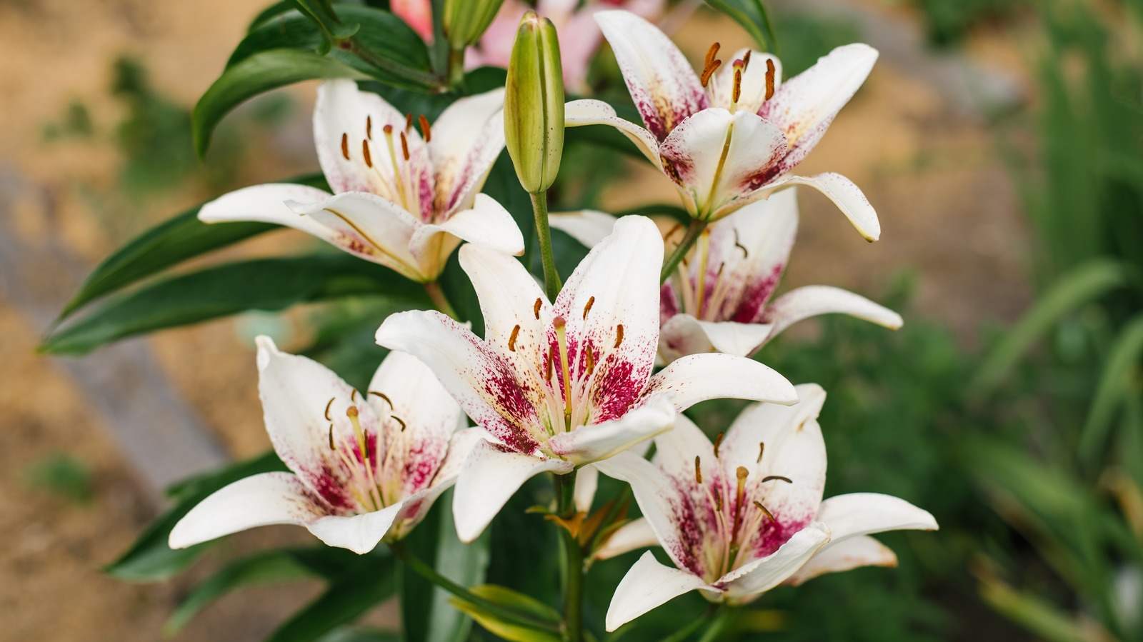 Here's When To Expect Asiatic Lilies To Produce Their Stunning Blooms