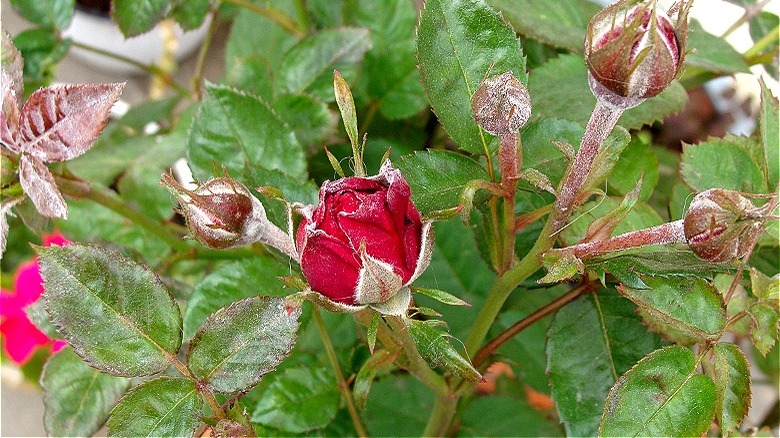 Rose bush with some damage