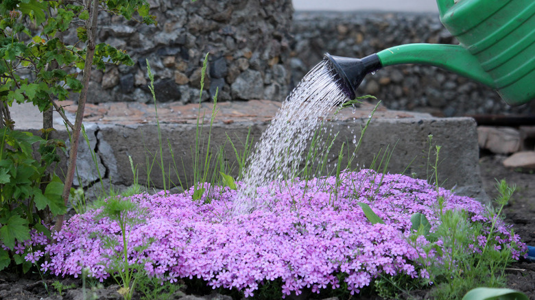 phlox being watered