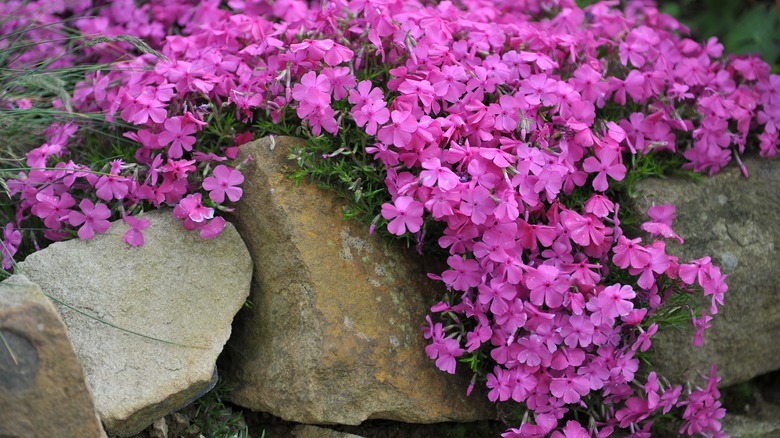 phlox growing over rocks