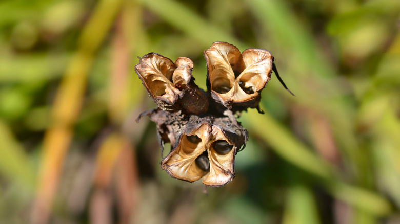 daylily seeds and seed pod