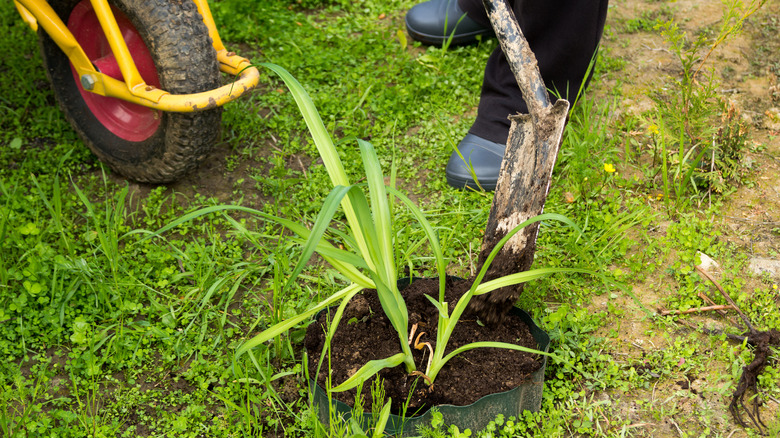person planting a daylily