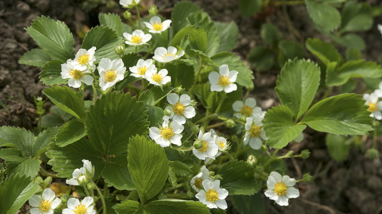 strawberry plant in bloom