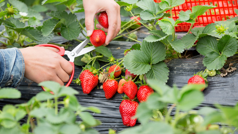 person harvesting ripe strawberries
