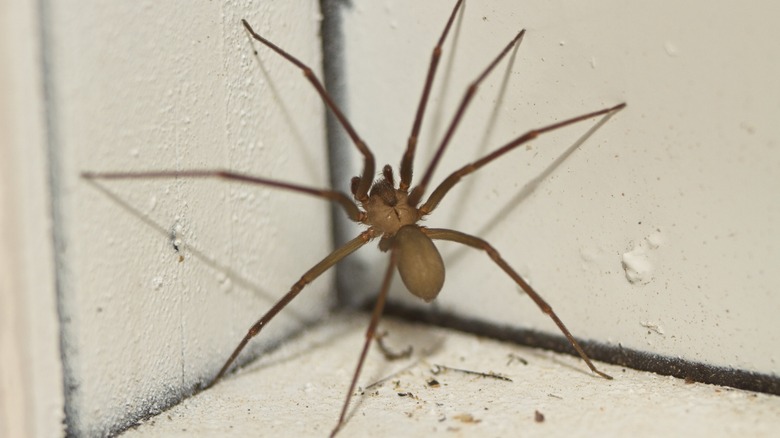 brown recluse spider 