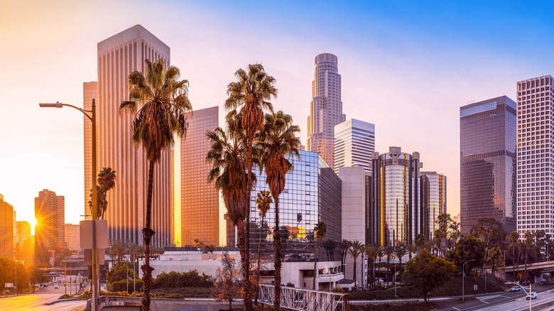 City buildings and palm trees