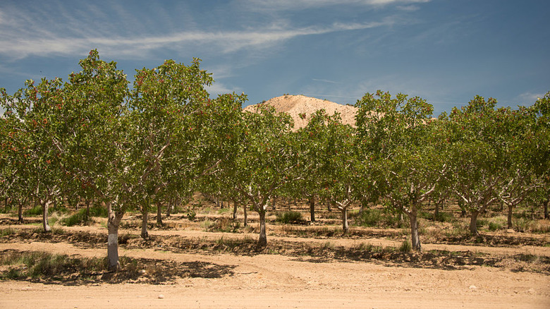 Pistachio orchard in California