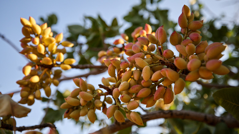 Here's Where Pistachio Trees Grow Best (& Tips To Ensure A Tasty Harvest)