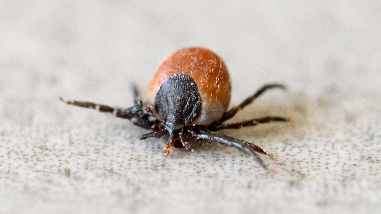 Here's Where Ticks Are Most Likely To Lurk Around In Your House