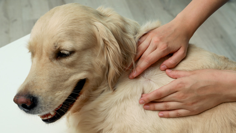 Dog being checked for ticks