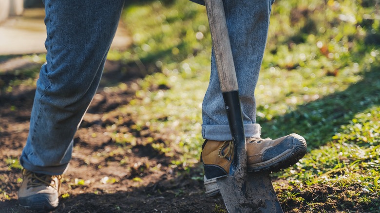 Digging out invasive species