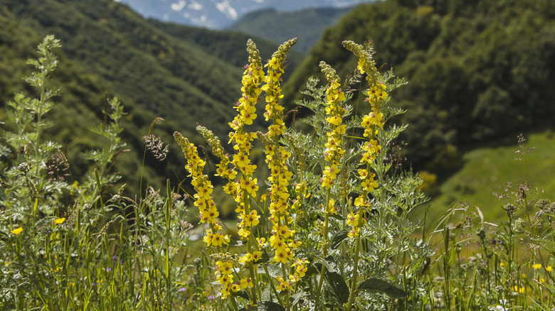 Common mullein blooming