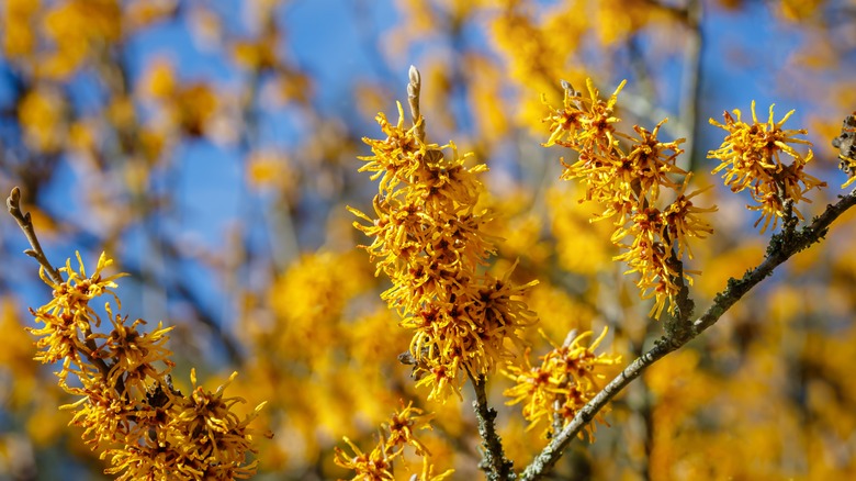 Japanese witch hazel in full bloom