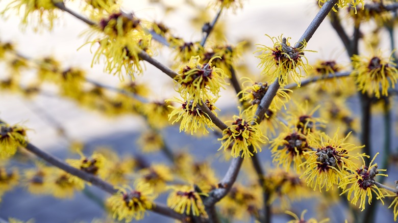 American witch hazel showing the flowers