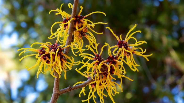 Close up of witch hazel flowers
