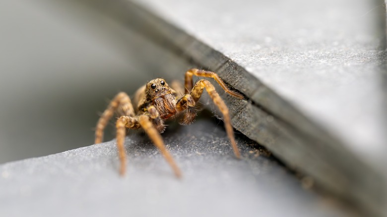 wolf spider lying in wait