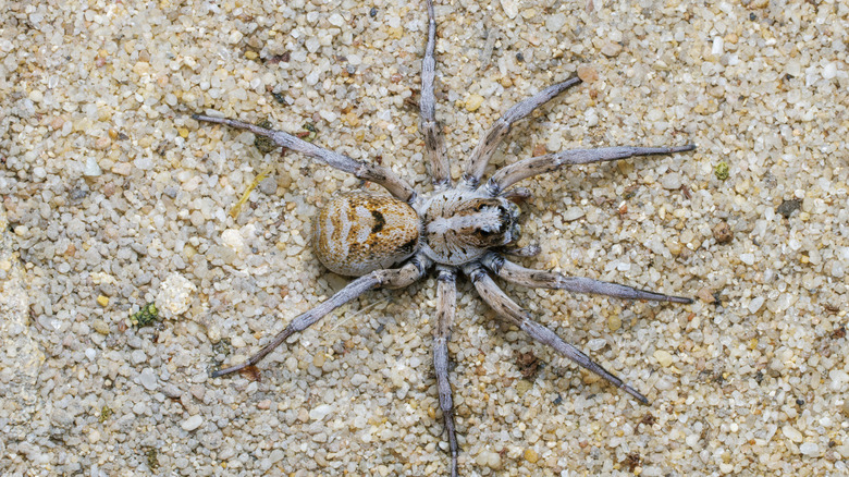 close-up of wolf spider