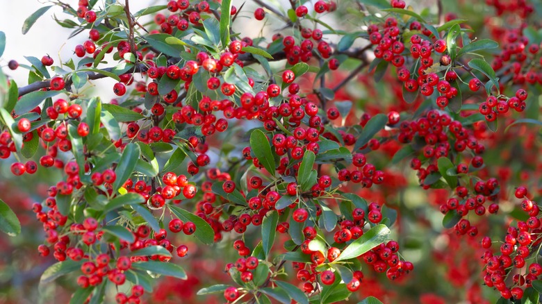 Bright red chokeberry tree