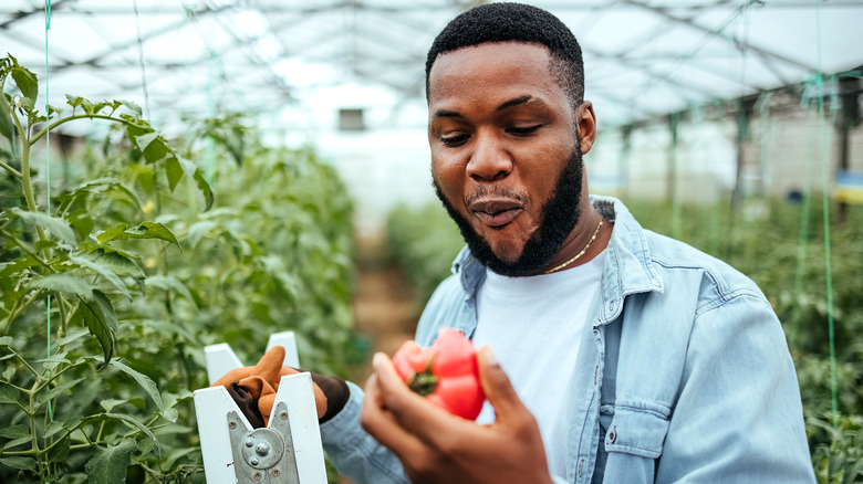 man eating tomatoes