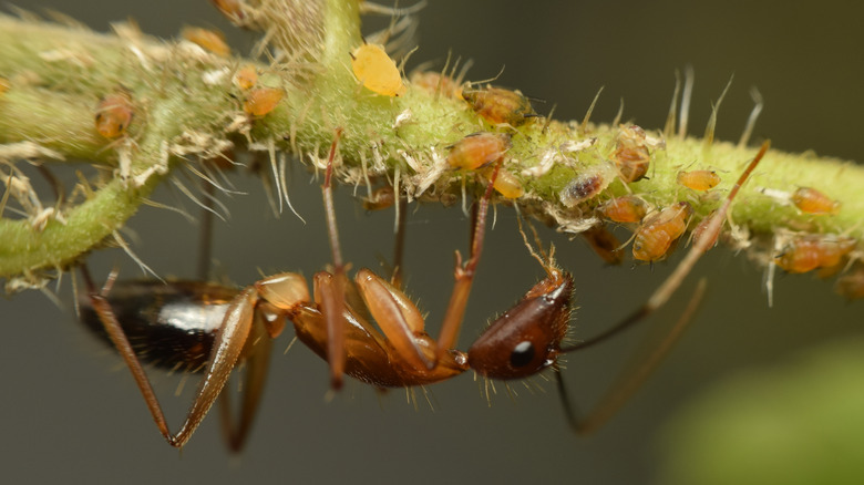 ant eating aphids on a plant