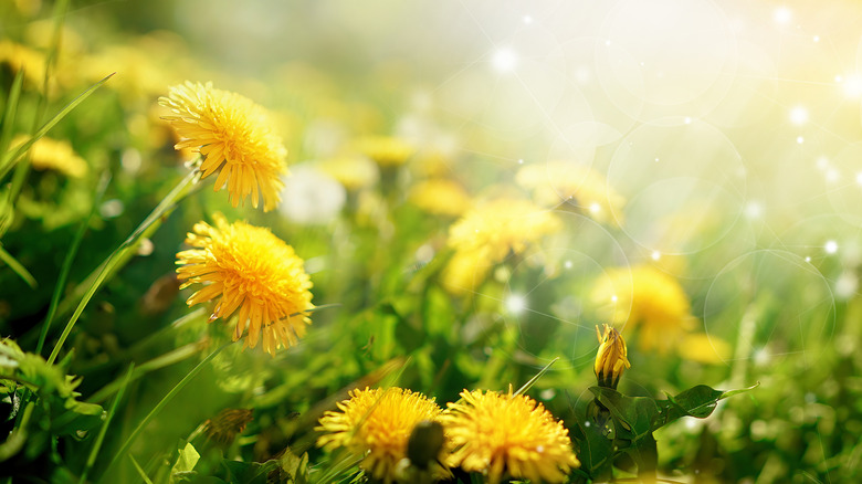 Dandelions in sunlight