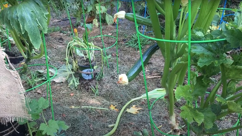 vertical zucchini garden